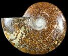 Wide Polished Cleoniceras Ammonite - Madagascar #49430-1